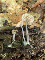 Entoloma fuscosquamosum