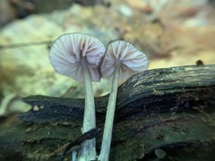 Entoloma fuscosquamosum