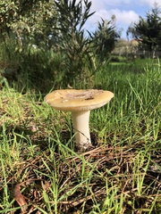 Amanita toxica