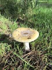 Amanita toxica