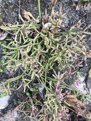 Rhipsalis