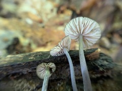 Entoloma fuscosquamosum