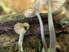 Entoloma fuscosquamosum