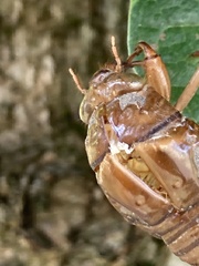 Cicadidae