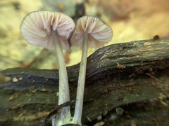 Entoloma fuscosquamosum