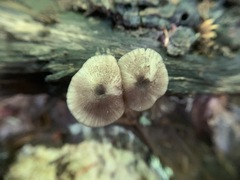 Entoloma fuscosquamosum