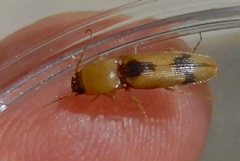 Conoderus vespertinus