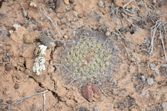 Mammillaria brandegeei