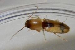 Conoderus vespertinus