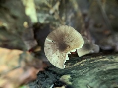 Entoloma fuscosquamosum