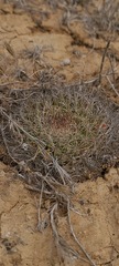 Mammillaria brandegeei