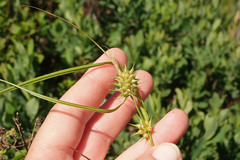 Carex bullata