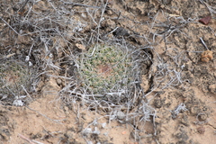 Mammillaria brandegeei