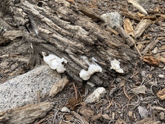 Spongiporus leucospongia