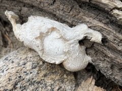Spongiporus leucospongia