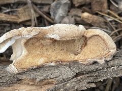 Spongiporus leucospongia