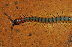 Scolopendra viridicornis