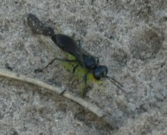 Lyroda