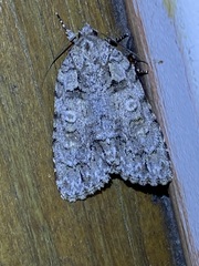 Acronicta modica
