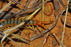 Scolopendra viridicornis