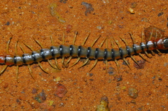 Scolopendra viridicornis