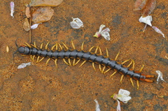 Scolopendra viridicornis