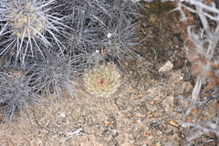 Mammillaria brandegeei