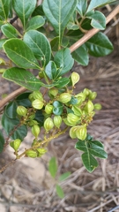 Paullinia trigonia