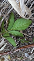 Paullinia trigonia
