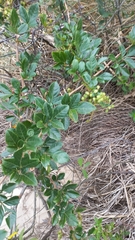 Paullinia trigonia