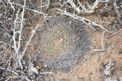 Mammillaria brandegeei