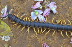 Scolopendra viridicornis