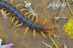 Scolopendra viridicornis