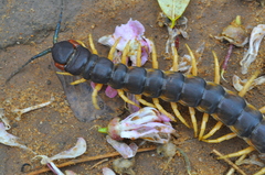 Scolopendra viridicornis