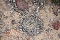 Mammillaria brandegeei