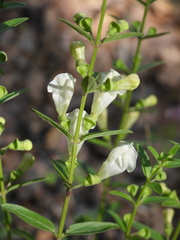 Scutellaria californica