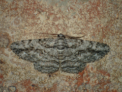Anavitrinella