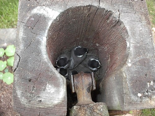 Poecile carolinensis