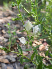 Scutellaria californica