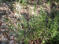 Scutellaria californica