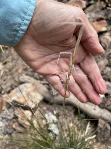 western needlegrass (Achnatherum occidentale)