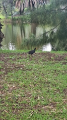 Gallinula tenebrosa tenebrosa