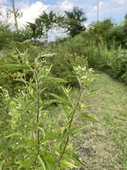 Angiospermae