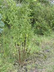 Angiospermae