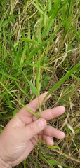 Panicum hemitomon