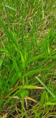 Panicum hemitomon