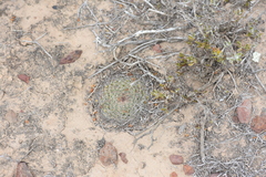 Mammillaria brandegeei