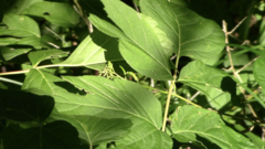 Lonicera hirsuta