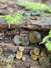 Chlorencoelia versiformis