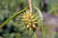 Carex bullata